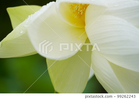 Gwangokji Pond Lotus Hahaji-dong 始興市京畿道 Gwangokji Pond Lotus Hahaji-dong 始興市京畿道 99262243