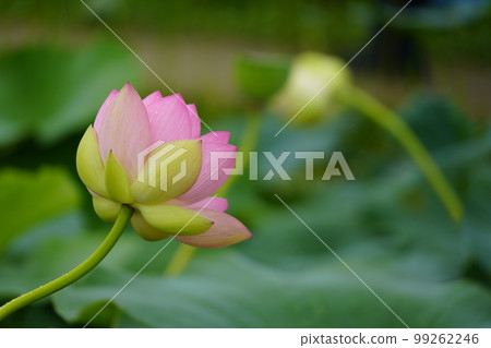 Gwangokji Pond Lotus Hahaji-dong 始興市京畿道 Gwangokji Pond Lotus Hahaji-dong 始興市京畿道 99262246