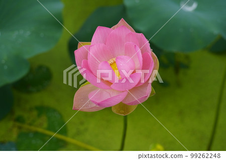 Gwangokji Pond Lotus Hahaji-dong 始興市京畿道 99262248