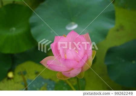 Gwangokji Pond Lotus Hahaji-dong 始興市京畿道 99262249