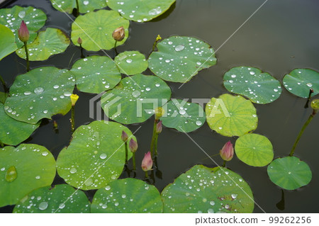 Gwangokji Pond Lotus Hahaji-dong Siheung-si Gyeonggi-do 99262256