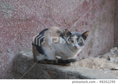 生活在埃及阿斯旺街頭的貓（2006 年 12 月） 99262299