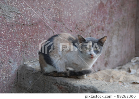 生活在埃及阿斯旺街頭的貓（2006 年 12 月） 99262300