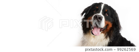 Stock Foto Bernese mountain dog on white background. Studio shot of a dog on an isolated background. Isolate on a white background, ready-made inscription for design and layout. Baner. Stock Foto Bernese mountain dog on white background. Studio shot of a dog on an isolated background. Isolate on a white background, ready-made inscription for design and layout. Baner. 99262569