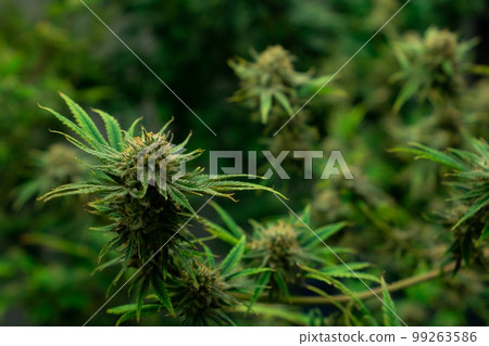 Closeup gratifying cannabis hemp with bud in grow facility, indoor farm. Closeup gratifying cannabis hemp with bud in grow facility, indoor farm. 99263586