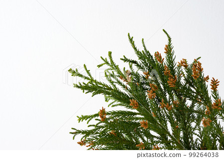 Cedar pollen hay fever allergy 99264038