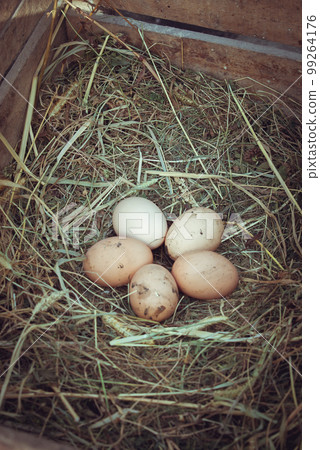 Organic fresh eggs on straw Organic fresh eggs on straw 99264176