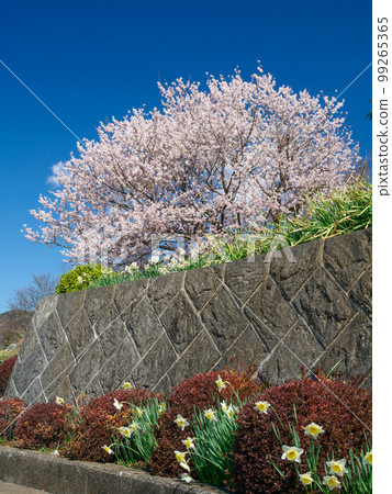 Spring image _ Scenery of cherry blossoms in full bloom 99265365