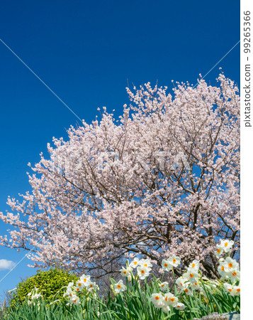 Spring image _ Scenery of cherry blossoms in full bloom 99265366