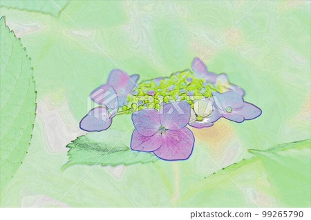 Illustration Hydrangea 6 that looks good in the rainy season 99265790