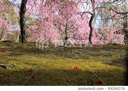 Weeping plum and falling camellia 99266159