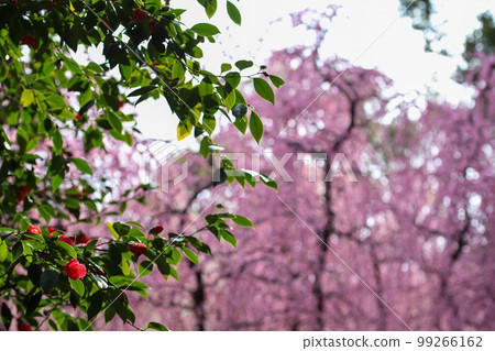 Broken plum and camellia 99266162
