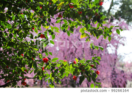 Plums and camellia 99266164
