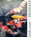 彩色鯉魚 99266454