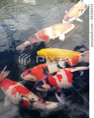 彩色鯉魚 99266454