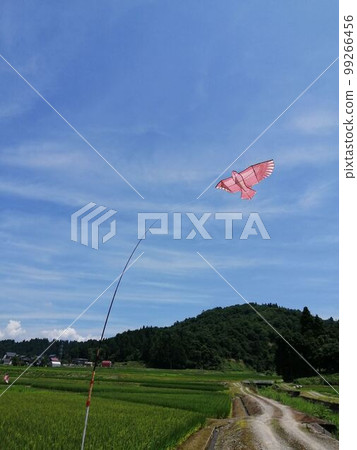 稻田 稻田 99266456