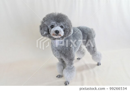 擺在演播室的銀色玩具長捲毛狗 擺在演播室的銀色玩具長捲毛狗 99266534