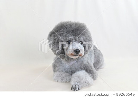 擺在演播室的銀色玩具長捲毛狗 99266549