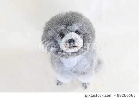 Silver toy poodle posing in the studio Silver toy poodle posing in the studio 99266565