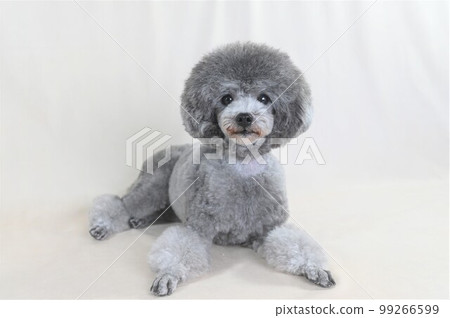 Silver toy poodle posing in the studio 99266599