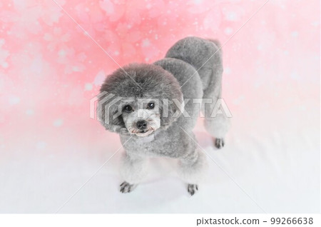 Silver toy poodle posing in the studio 99266638