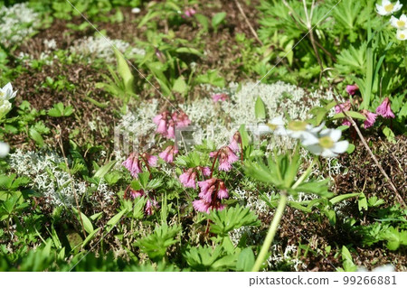 Flowers blooming in high mountains Iwakagami 99266881
