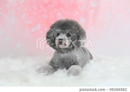 Silver toy poodle posing in the studio Silver toy poodle posing in the studio 99266982