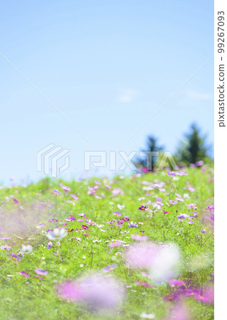 Cosmos in full bloom and blue sky (soft tone with filter) Cosmos in full bloom and blue sky (soft tone with filter) 99267093