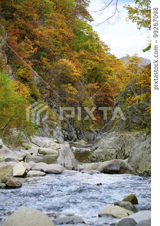 Autumn leaves of Hokkaido Jozankei "Kappafuchi Park" 99267098