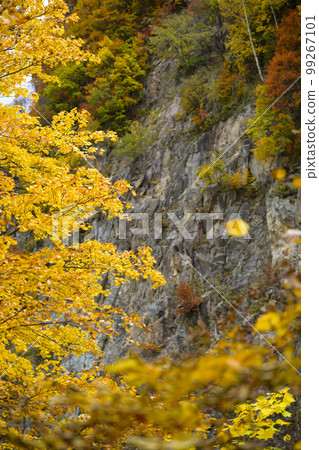 北海道定山溪的紅葉“合羽淵公園” 99267101