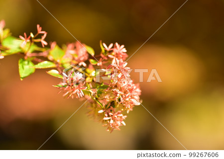 leaf scenery 99267606