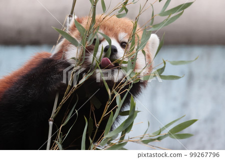 小熊貓 小熊貓 99267796