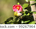 White-eye 99267964