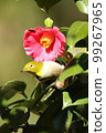White-eye 99267965