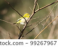 White-eye 99267967