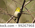 White-eye 99267968