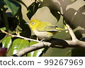 White-eye 99267969