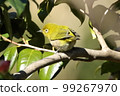 White-eye 99267970