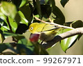 White-eye 99267971