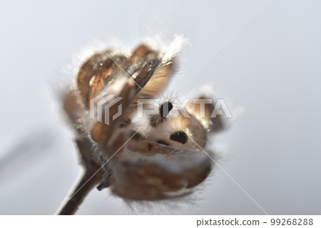 芙蓉絨毛 芙蓉絨毛 99268288