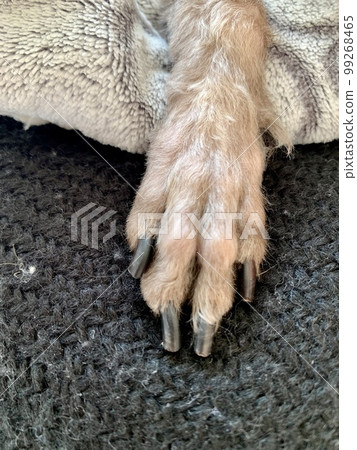 Shortcut forepaws of toy poodle Shortcut forepaws of toy poodle 99268465