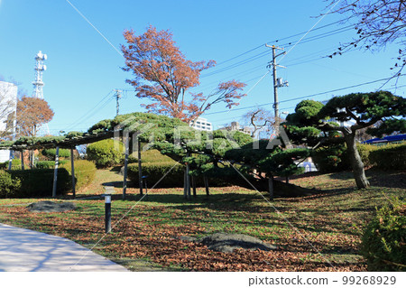 盛岡城跡公園北五洋松 99268929