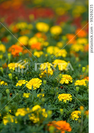 萬壽菊 萬壽菊 99269235
