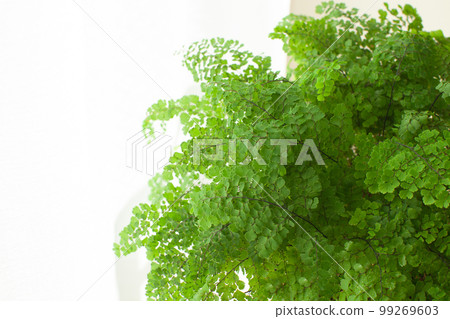 Adiantum foliage plant by the window Adiantum foliage plant by the window 99269603