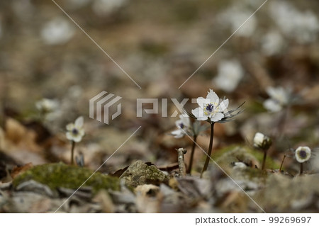 Flowers of Setsubunso that bloom in the natural habitat of Ryokami in Ogano Town 99269697