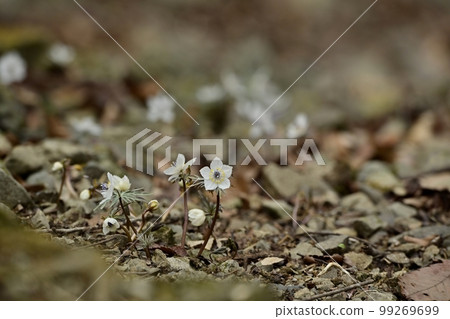 Flowers of Setsubunso that bloom in the natural habitat of Ryokami in Ogano Town Flowers of Setsubunso that bloom in the natural habitat of Ryokami in Ogano Town 99269699
