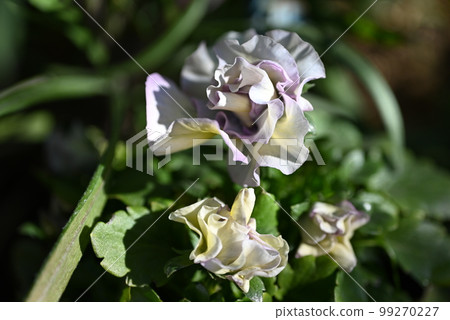 A light purple double-flowered pansy scrunchie blooming in the garden 99270227