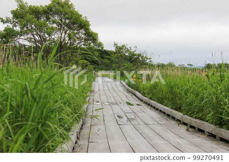 Mori no wood road 99270491