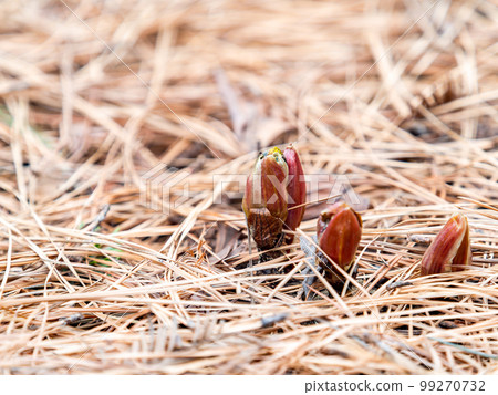 The arrival of spring A pretty adonis buds buds from under the fallen leaves The arrival of spring A pretty adonis buds buds from under the fallen leaves 99270732