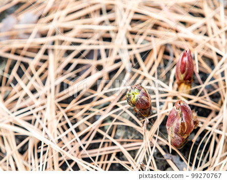 The arrival of spring A pretty adonis buds buds from under the fallen leaves The arrival of spring A pretty adonis buds buds from under the fallen leaves 99270767